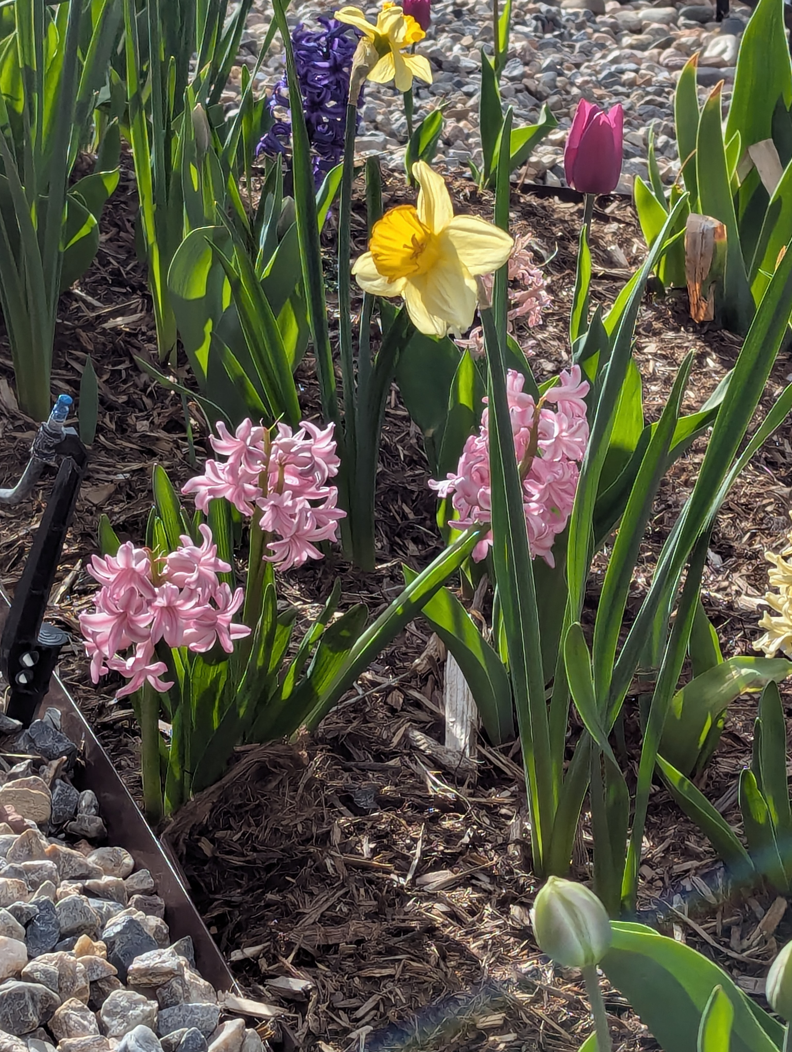 flowers, Morrison, Colorado